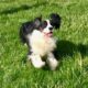 AKC English Springer Spaniels Champion Bloodlines