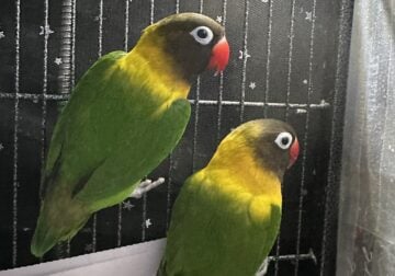Pair of Mating Blackmasked Lovebirds for adoption