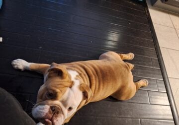 8 month old English Bulldog male