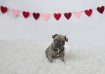 French Bulldog Puppies