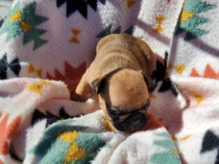 Female French Bulldog Puppy #2