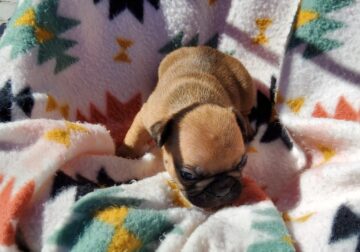 Female French Bulldog Puppy #2