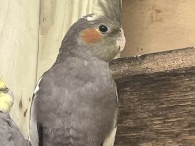 Young male cockatiels