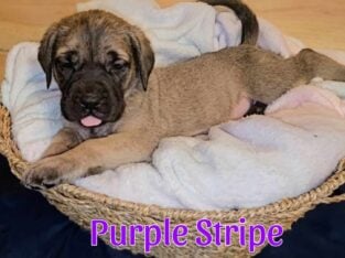 English Mastiff Puppies
