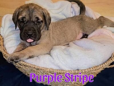 English Mastiff Puppies