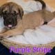 English Mastiff Puppies