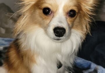 Male akc pappillon