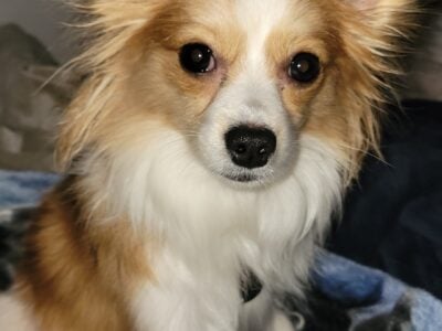 Male akc pappillon