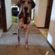 Blue merle great Dane 15 months old