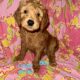 Puppies For Sale!