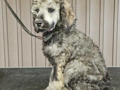 AKC Registered Standard Poodles