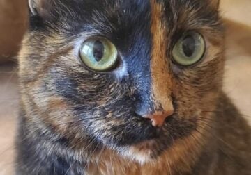 Cute tortoiseshell cat in need of a new home