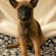 7 Malinois Puppies for Sale