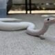 Ball Python Pastel Ivory