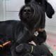 Giant Schnauzer Puppies