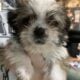 Shih Tzu Puppies