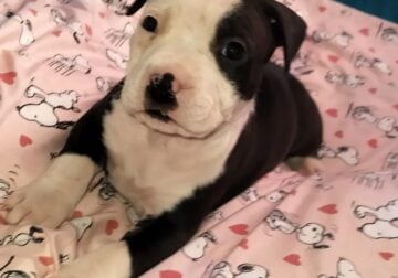 9 American bully puppies