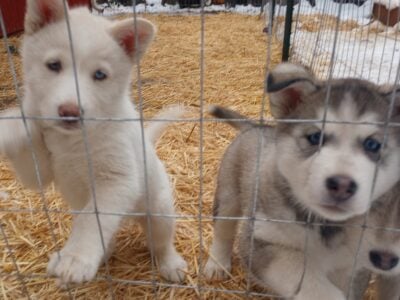 SnowDogs Ready to Roll!~