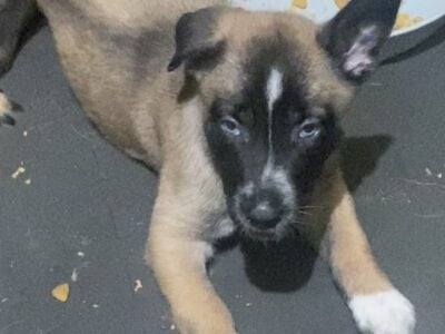 Shepard puppies