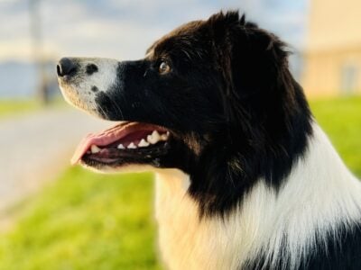 AKC CHAMPION BLOODLINE BORDER COLLIES