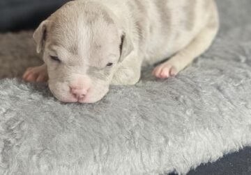 🐾 Purebred American Bully Puppy for Sale! 🐾
