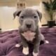Gorgeous American Staffordshire Pitbull Terrier
