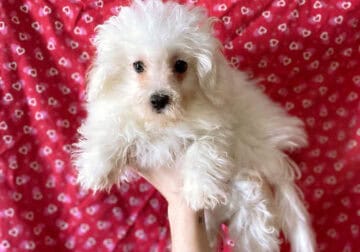 Maltipoo