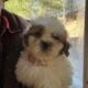 Teddy Bear Puppies! Shih Tzu & Bichone Frise MIx