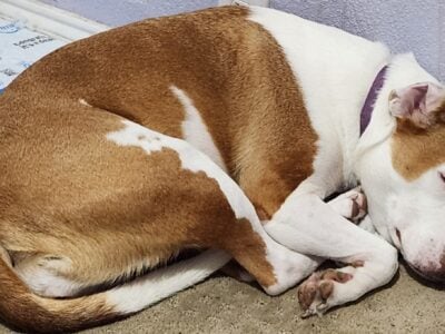 Female Pitbull mix must be rehomed
