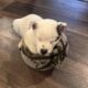 Seeking Family to love, Blue Heeler / Texas Heeler