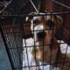 Dog for sale