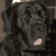 2 year old Trained (AKC) English Mastiff Male