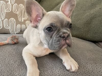 French Bulldog Puppies For Sale