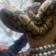 Female Ball Python, Accessories Included