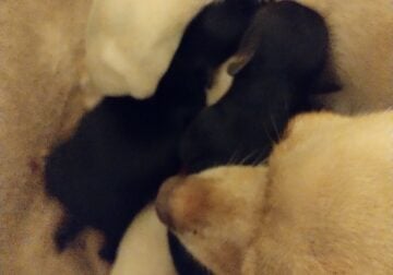 Chihuahua Puppies female