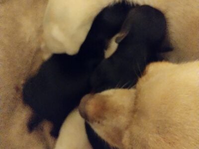 Chihuahua Puppies female