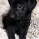 AKC German Shepherd Puppies
