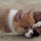 Almond Pomsky Puppy (pomeranian husky)