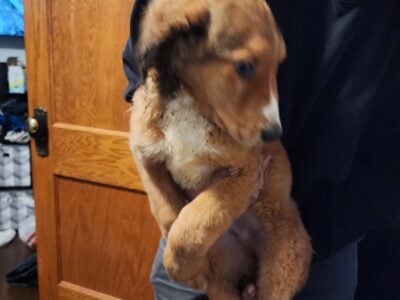 24 week Standard Bernedoodle