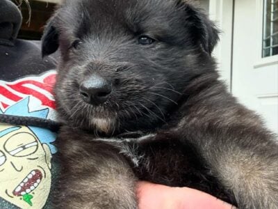 German Shepherd Husky mix puppies