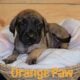 English Mastiff Puppies