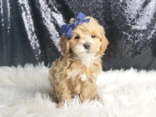 Wally F1 Maltipoo