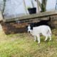 Free to Good Home Female Texas Heeler Puppies