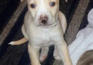 6 week old female pit
