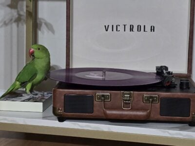 Green indian Ringneck
