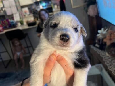 Australian Shepherd puppies