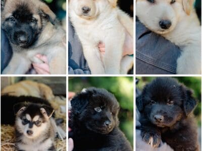 8 week old mixed large working dog breeds