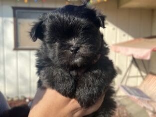 Pomeranian – Shih tzu