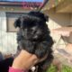 Pomeranian – Shih tzu