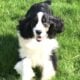 AKC English Springer Spaniels Champion Bloodlines